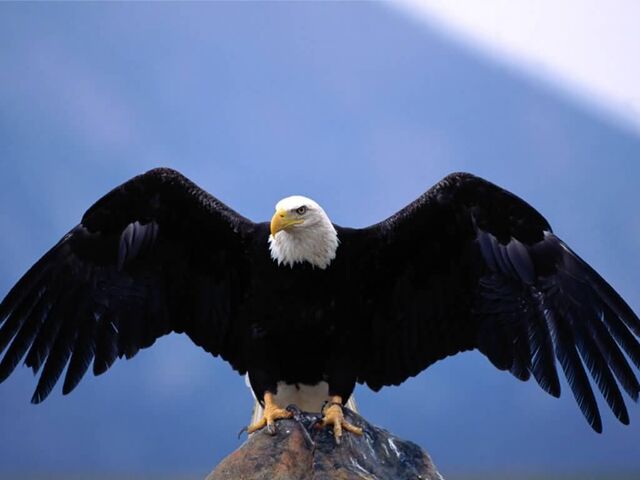 File:Bald Eagle.jpg