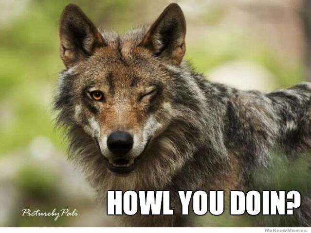 File:Wolf.jpg