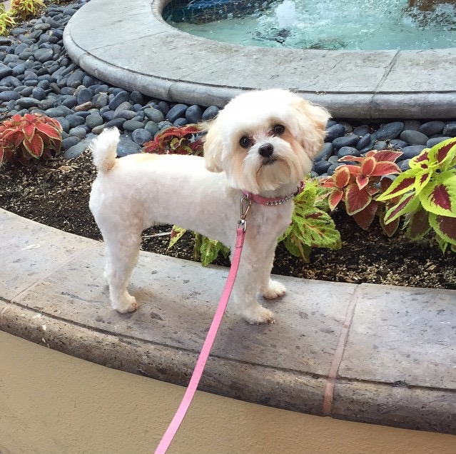 What Breed Is Mackenzie Ziegler Dog Maliboo What Breed Is Mackenzie Ziegler Dog Maliboo