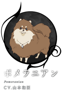 Img pomeranian