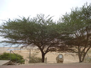 Acacia raddiana.jpg