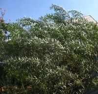 Arava baruch.jpg