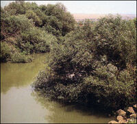 Arvei-nahal.jpg