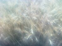 Wheat arad 3.jpg