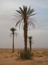 Phoenix dactylifera2.jpg