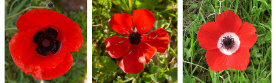 IsraelRedFlowers001.jpg
