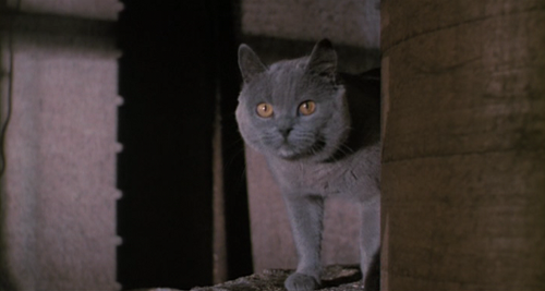 File:Darm1cat.png