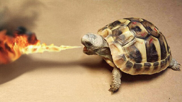 File:Fire breathing turtle w1.jpeg
