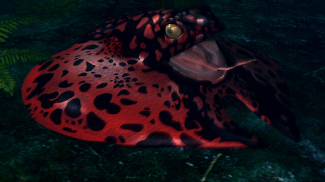 File:Frog-ray.jpg