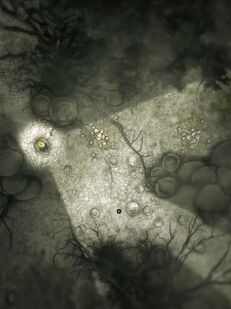 MushroomGlade.jpg