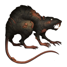 Rat