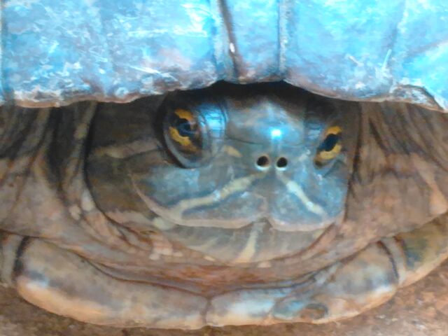 File:IMG 20170606 175615.jpg