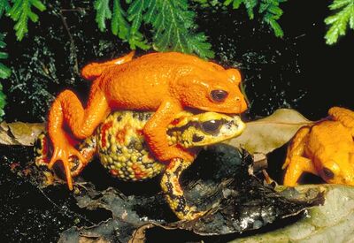 Golden-toads