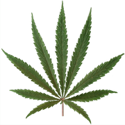 Hanfblatt.png