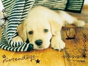 Nintendogs Bild.jpg
