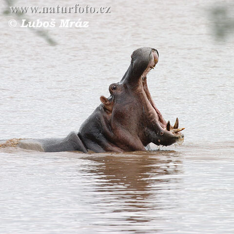 File:Hippopotamus-amphibius-05a21021.jpg