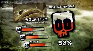 Ptp dr wolf fish