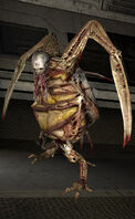 Pregnant DS2.jpg