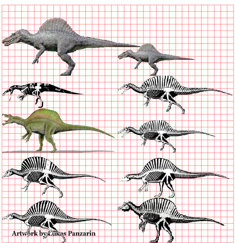 File:Spinosaurus super scale.png