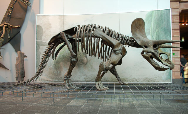 File:Triceratops Skeleton Senckenberg 2.jpg