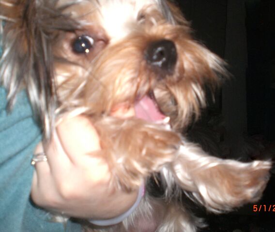 File:Mokipuffy (2).jpg