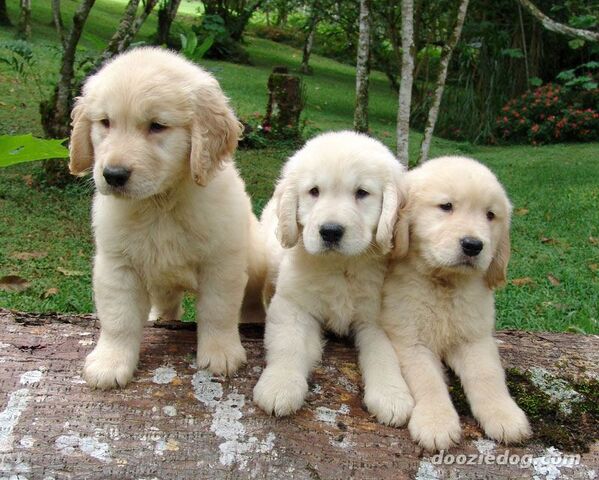 File:American golden retriever puppies.jpg