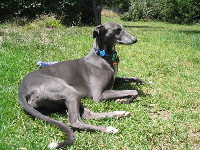 File:Blue greyhound.jpg