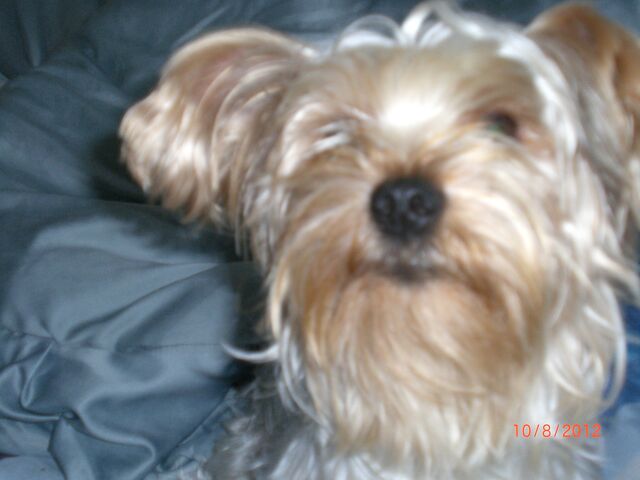 File:Muffiny.jpg