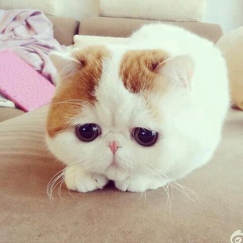 File:Cute cat eyes.jpg
