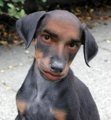 File:Dog human.jpg