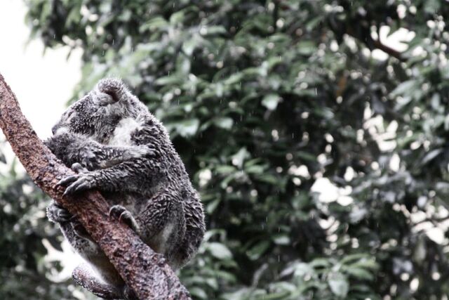File:Koala1.jpg