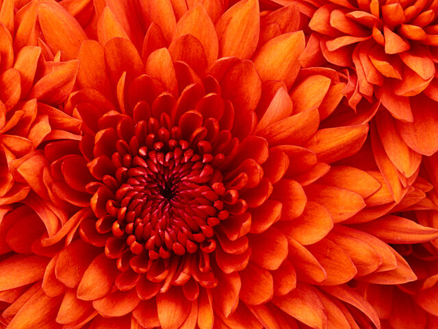 File:Chrysanthemumb.jpg