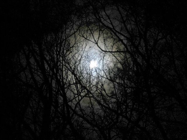 File:Darkness-forest-night-image.jpg