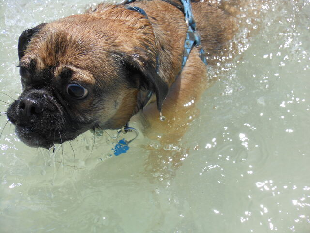 File:Dog Beach 040812 015.jpg