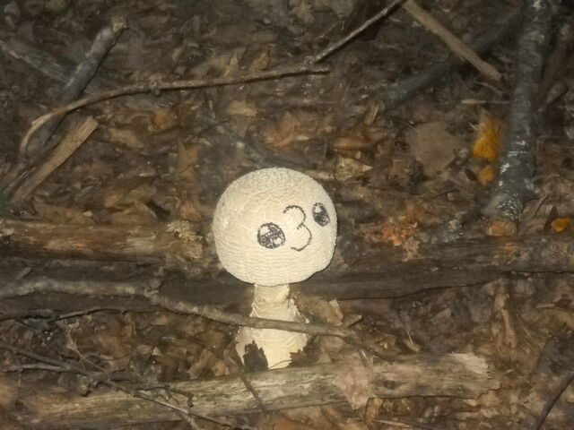 File:Shrooms.jpg