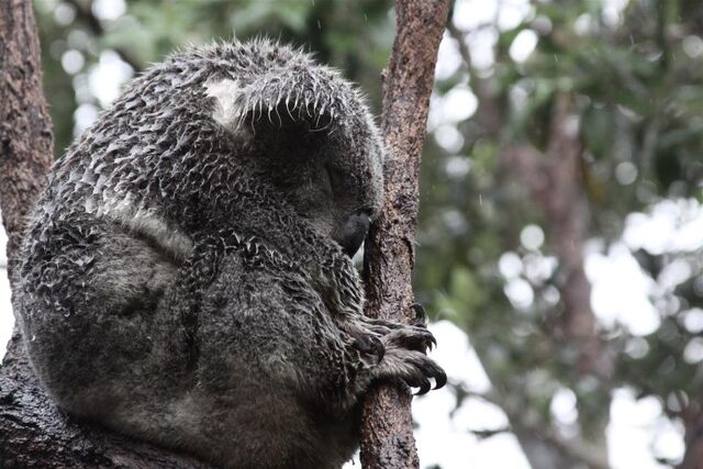 File:Koala4.jpg