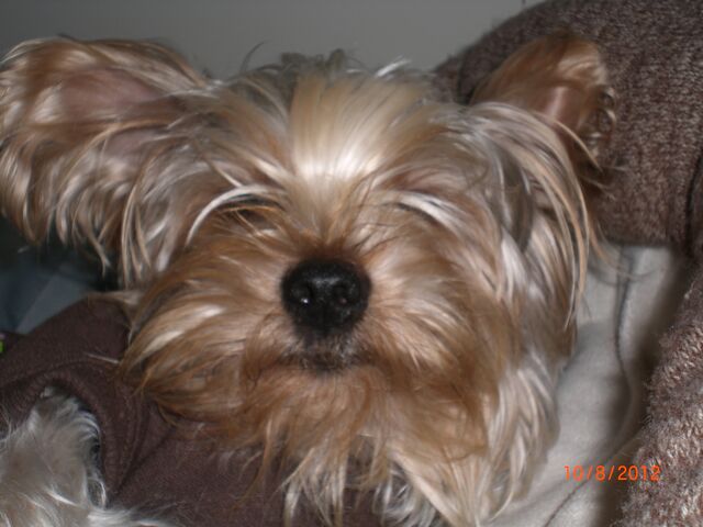 File:Mousey.jpg
