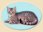 Mau.jpg