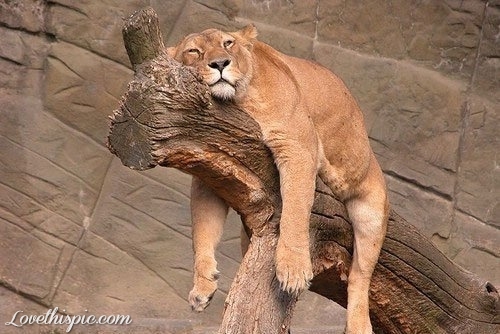 File:24538-Relaxing-Lion.jpg