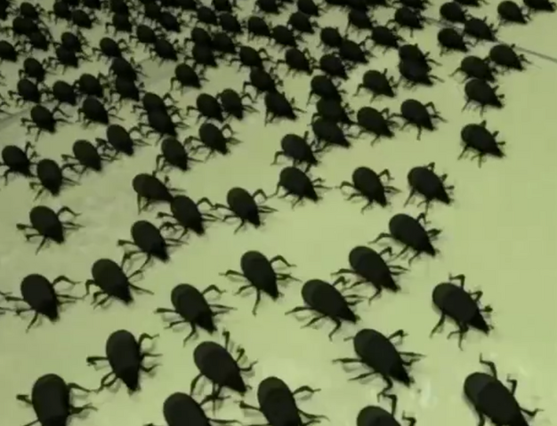 Datei:Aburame3.png