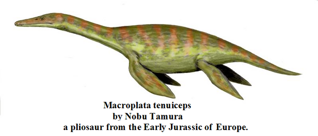 File:Macroplata tenuiceps.png