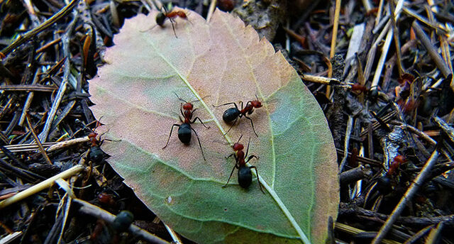 Datei:Ants.jpg