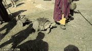 Larp gif