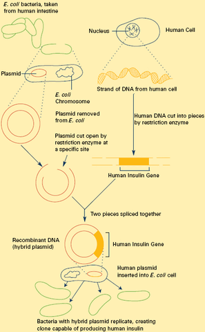 File:Ch2 recombinant.gif