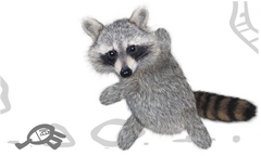 RF VS Raccoon
