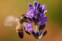 Flying bee