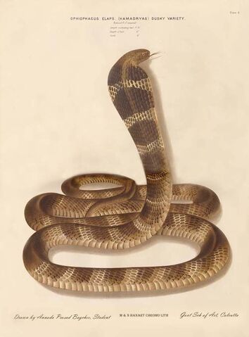 Fichier:Cobra real.jpg