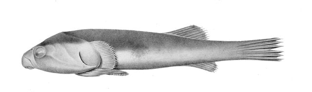 Fichier:Sicyases sanguineus1.jpg