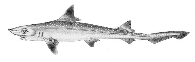Fichier:Mustelus mustelus1.jpg