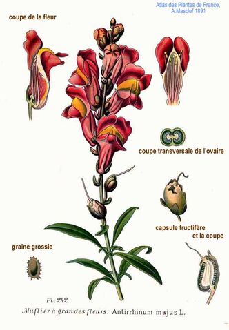 Fichier:242 Anthirrhinum majus L.jpg